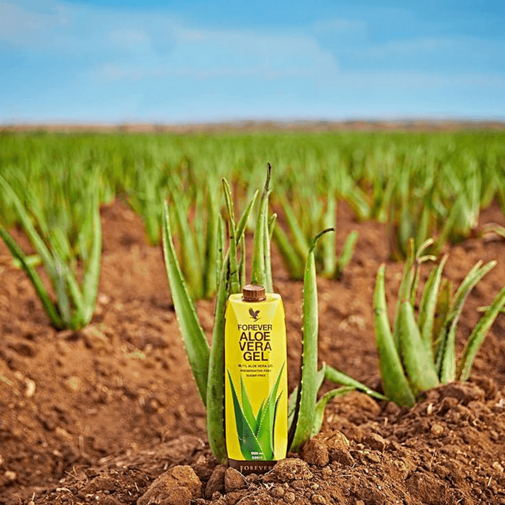 Aloe vera gel bottle in a field with green plants and blue sky